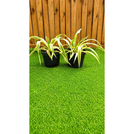 Superbes yucca citrus Twist