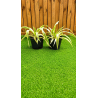 Superbes yucca citrus Twist
