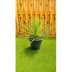 magnifiques AGAVES STRICTA