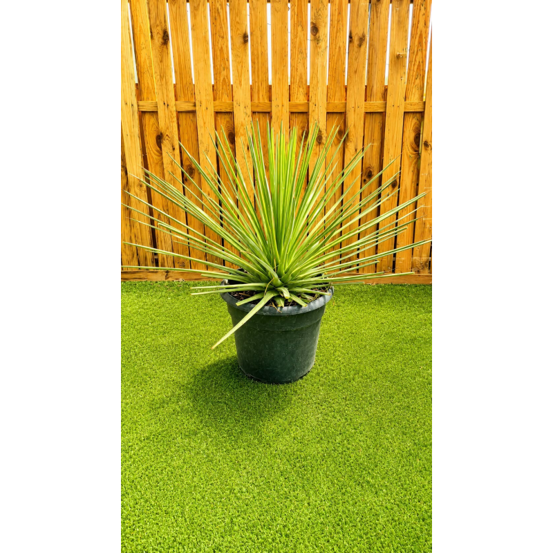magnifiques AGAVES STRICTA