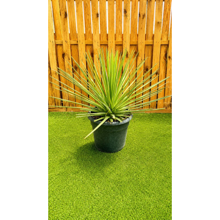 magnifiques AGAVES STRICTA