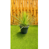 magnifiques AGAVES STRICTA