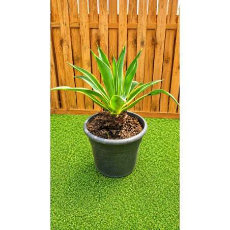 🌵 AGAVE DESMETTIANA...