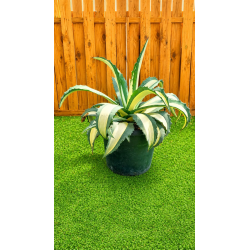AGAVE ‘MEDIOPICTA