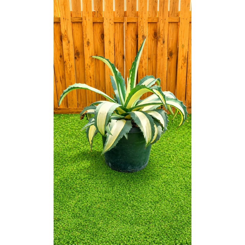 AGAVE ‘MEDIOPICTA