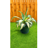 AGAVE ‘MEDIOPICTA