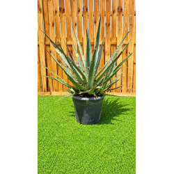 Superbes agaves xylonacantha swordfish
