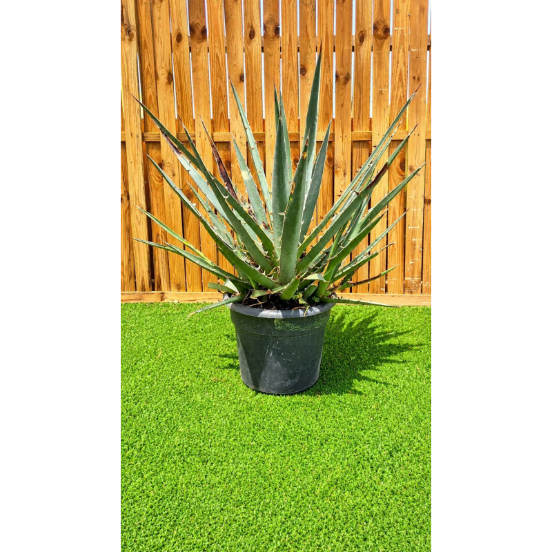 Superbes agaves xylonacantha swordfish