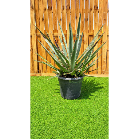 Superbes agaves...