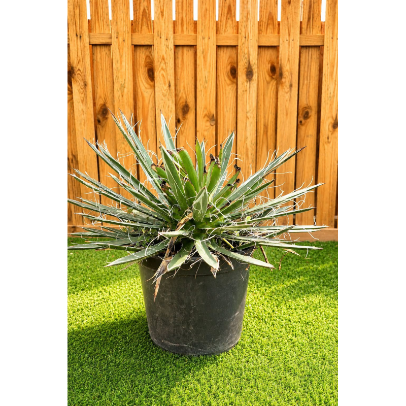 magnifiques AGAVES WHITE STRIPE