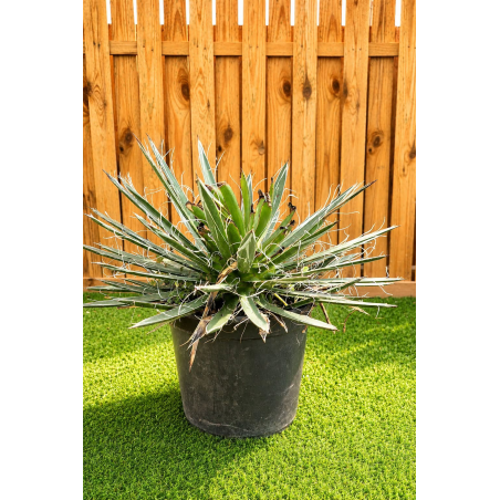 magnifiques AGAVES WHITE...