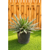 magnifiques AGAVES WHITE STRIPE