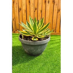 magnifiques AGAVES LOPHANTA QUADRICOLOR en coupe déco