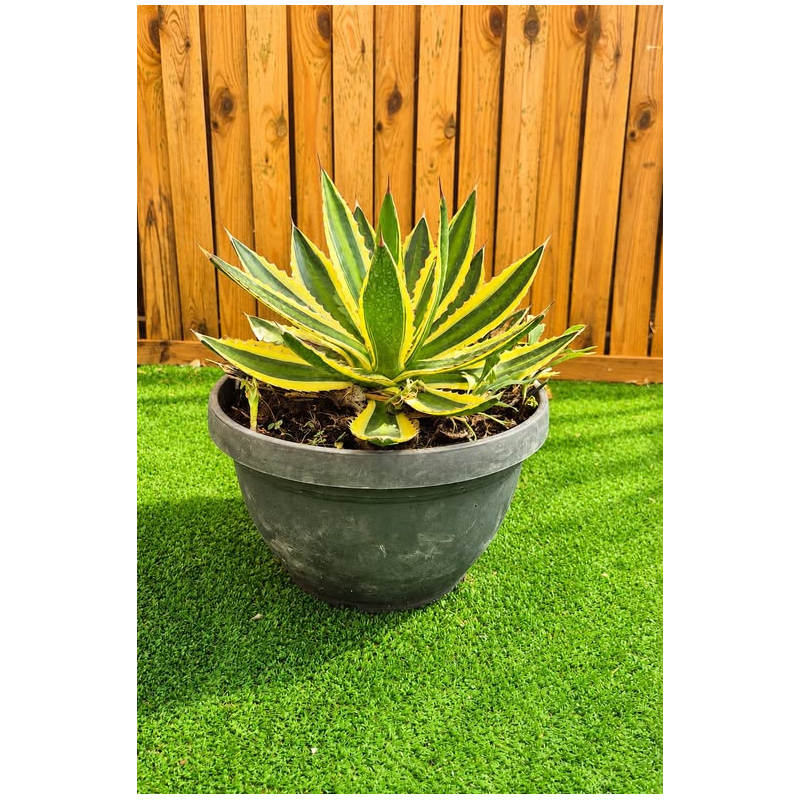 magnifiques AGAVES LOPHANTA QUADRICOLOR en coupe déco