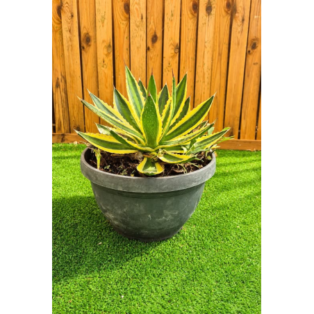 magnifiques AGAVES LOPHANTA...
