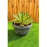 magnifiques AGAVES LOPHANTA QUADRICOLOR en coupe déco