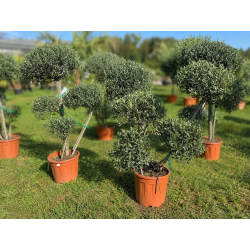 SUPERBES OLIVIERS POMPONS