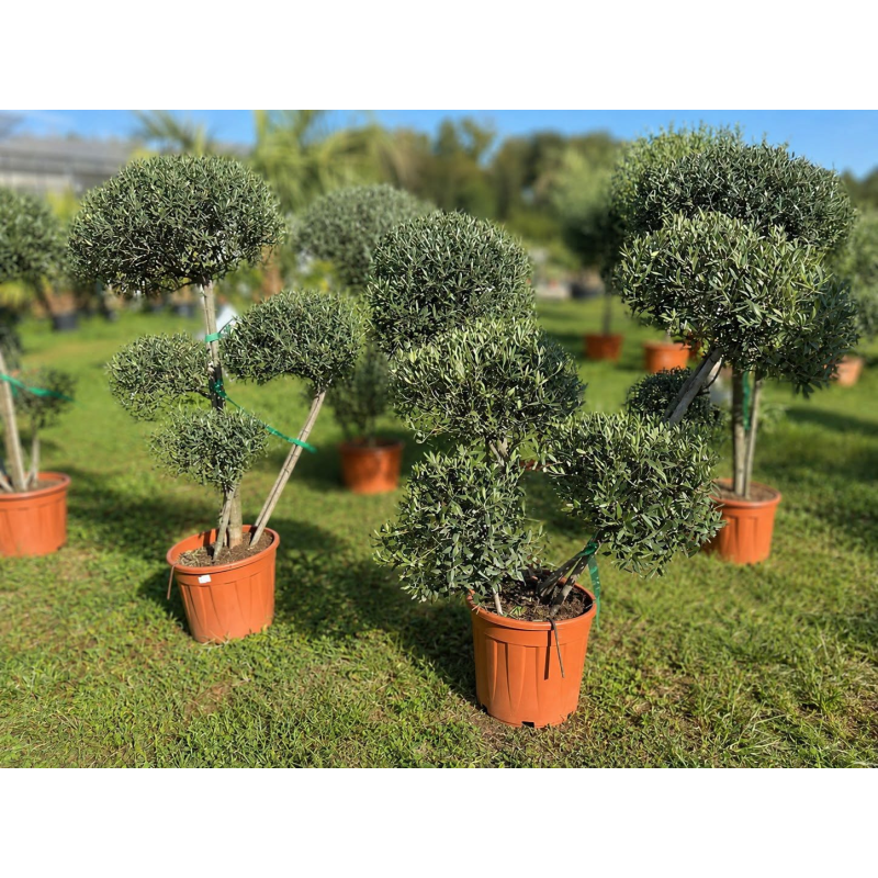 SUPERBES OLIVIERS POMPONS