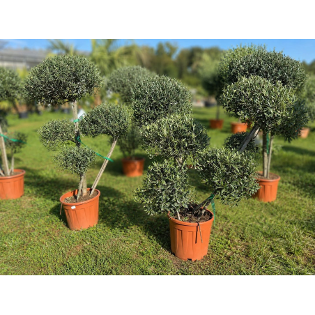 SUPERBES OLIVIERS POMPONS