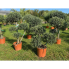 SUPERBES OLIVIERS POMPONS