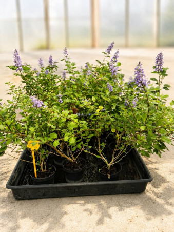 SUBLIMES Vitex Gattilier