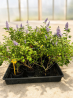 SUBLIMES Vitex Gattilier