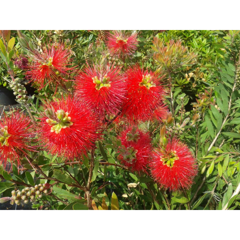 SUPERBES CALLISTEMONS ‘MINI RED