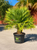 superbes PALMIERS CHAMAEROPS HUMILIS