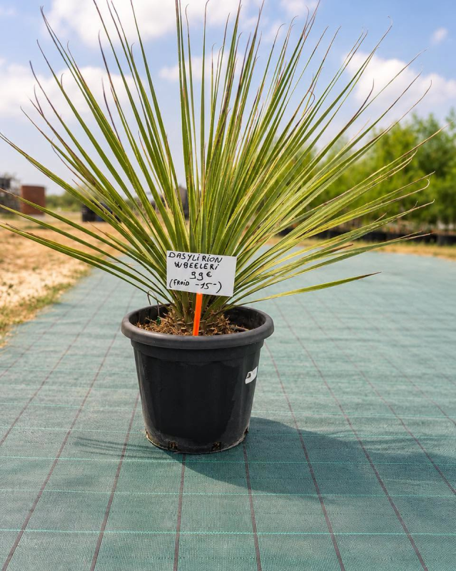 DASYLIRION WHEELERI