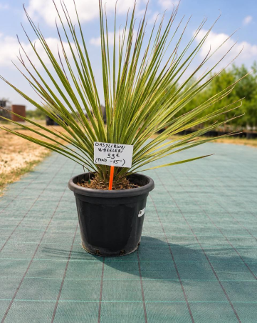 DASYLIRION WHEELERI
