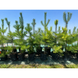 SUBLIMES Pinus sylvestris Norska