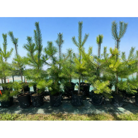 SUBLIMES Pinus sylvestris...