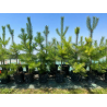 SUBLIMES Pinus sylvestris Norska