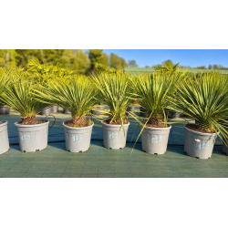 💥OFFRE INCROYABLE !!!! SUBLIMES YUCCA ROSTRATA