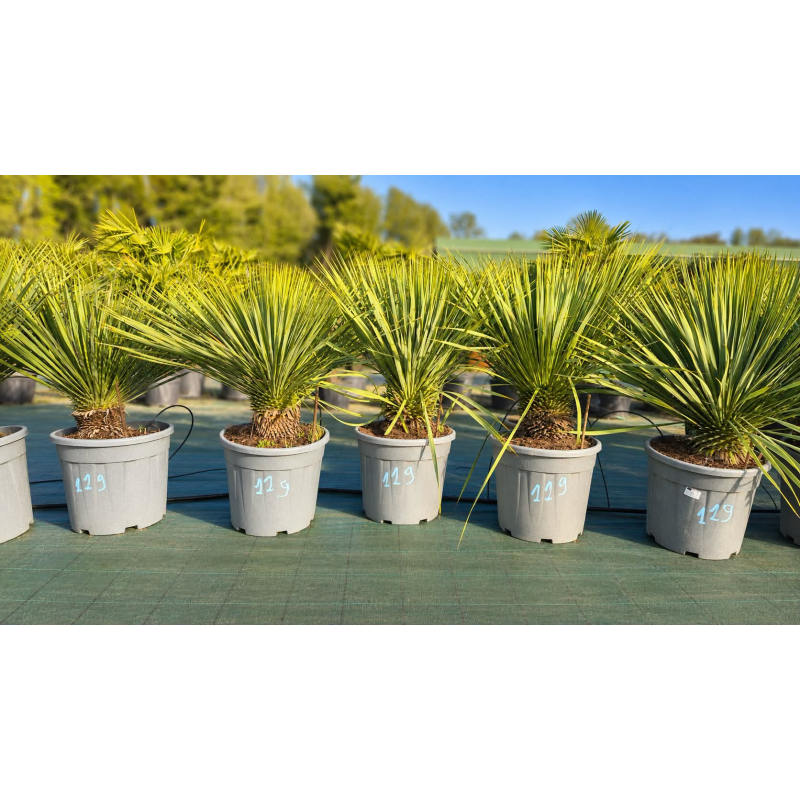 💥OFFRE INCROYABLE !!!! SUBLIMES YUCCA ROSTRATA