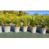 💥OFFRE INCROYABLE !!!! SUBLIMES YUCCA ROSTRATA