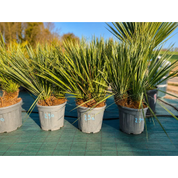 💥NOUVEAUTE à 290€ l'un seulement !!!! SUBLIMES YUCCA ROSTRATA DOUBLES TRONCS