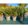💥NOUVEAUTE à 290€ l'un seulement !!!! SUBLIMES YUCCA ROSTRATA DOUBLES TRONCS