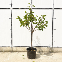 🍑 SUBLIMES ABRICOTIERS POLONAIS 🍑 Prunus armeniaca ‘Polonais’