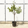 🍑 SUBLIMES ABRICOTIERS POLONAIS 🍑 Prunus armeniaca ‘Polonais’