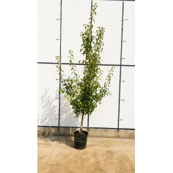 🍐🌳 SUBLIMES POIRIERS ‘COMTESSE DE PARIS’ 🌳🍐