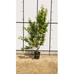 🍐🌳 SUBLIMES POIRIERS ‘CONFÉRENCE’ EN POT DE 25 LITRES 🌳🍐