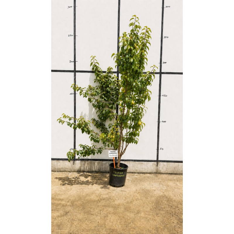 🍐🌳 SUBLIMES POIRIERS ‘CONFÉRENCE’ EN POT DE 25 LITRES 🌳🍐
