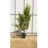 🍐🌳 SUBLIMES POIRIERS ‘CONFÉRENCE’ EN POT DE 25 LITRES 🌳🍐