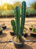 💥 **CACTUS DU BRÉSIL MULTI-TÊTES💥🇧🇷🌵 ***Cereus jamacaru* SANS ÉPINES**