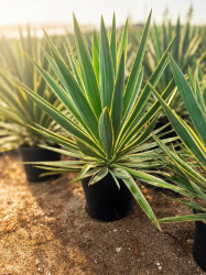 🌴✨ **SUBLIMES YUCCA GLORIOSA ‘VARIEGATA’** ✨🌴