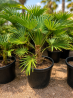 🌴 **PALMIERS TRACHYCARPUS WAGNERIANUS** 🌴