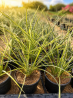 🌵❤️ HESPERALOE PARVIFLORA – LE FAMEUX “YUCCA ROUGE” ❤️🌵