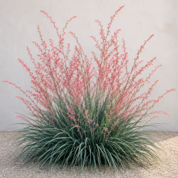 🌵❤️ HESPERALOE PARVIFLORA – LE FAMEUX “YUCCA ROUGE” ❤️🌵