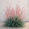 🌵❤️ HESPERALOE PARVIFLORA – LE FAMEUX “YUCCA ROUGE” ❤️🌵